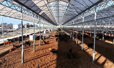 Yerli Kırmızı Et Üretiminde Yeni Hamleler