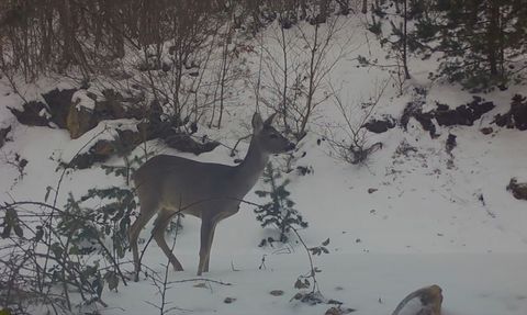 Amasya'da Fotokapanla Karacalar Görüntülendi