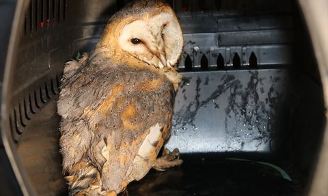 Amasya'da Yaralı Peçeli Baykuş Kurtarıldı