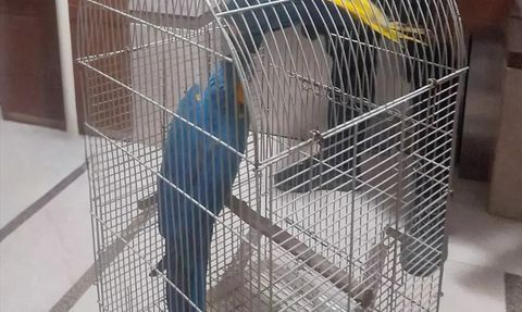 Antalya'da Yasaklı Papağanlara Operasyon