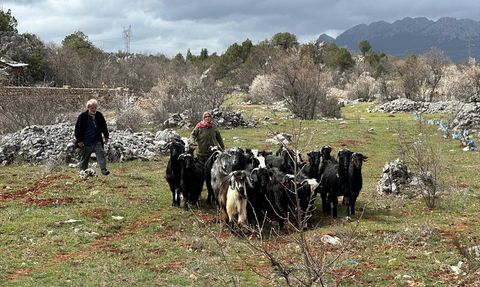 Antalya'daki Kaybolan Keçiler Kurtarıldı