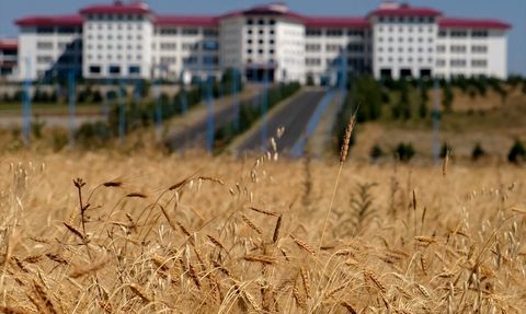 Ardahan Üniversitesi Kavılca Buğdayını Yeniden Canlandırıyor