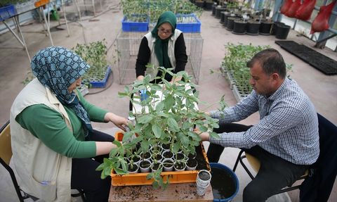 Ayçiçeğinde Canavar Otuna Karşı Yeni Çalışmalar