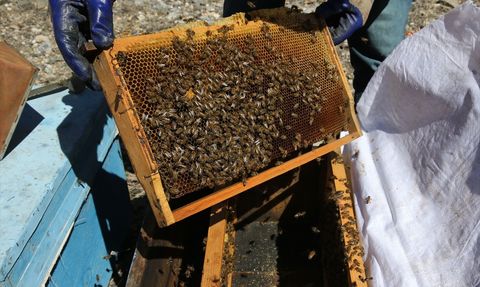 Bitlis'te Arıcılar Yaylaya Çıkmak İçin Hazırlanıyor