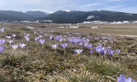 Bolu'da Sarıalan Yaylası'nda Çiğdemler Çiçek Açtı