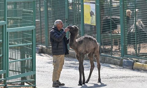 Boncuk: Gaziantep'in Sevimli Deve Yavrusu