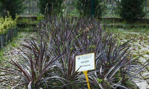 Bursa Orman Fidanlığı: 65 Yılda 2 Milyonu Aşan Fidan Üretimi