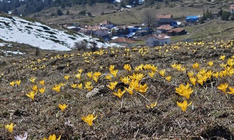 Çankırı'da Çiğdemler Baharı Karşılıyor