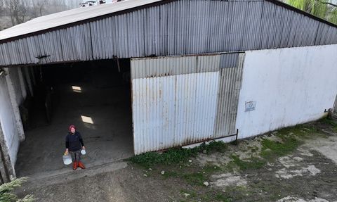 Devlet Desteğiyle Manda Yetiştiriciliği Başarısı