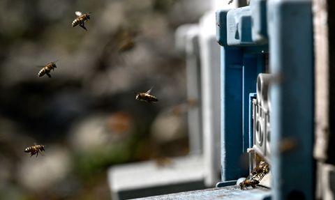 Düzce'de Arıcılıkta Kadın Girişimci: Seher Arı Ar