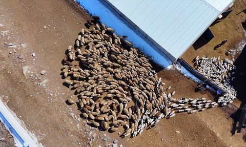 Erzurum'da Genç Çiftçi Hayvancılık ve Eğitim Yaşıyor