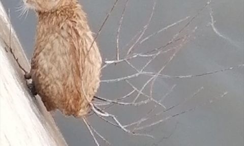 Gümüşhane'de Harşit Çayı'nda Mahsur Kalan Kediler Kurtarıldı