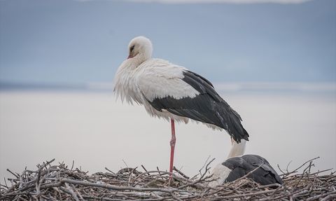 Karacabey'in Simgesi Yaren Leylek 14 Yıldır Aynı Yuvada