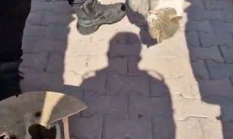 Kayseri'de Kedi Kurtarma Operasyonu