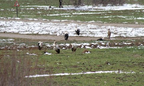 Konya'da Leyleklere Kış Yiyeceği Takviyesi Yapıldı
