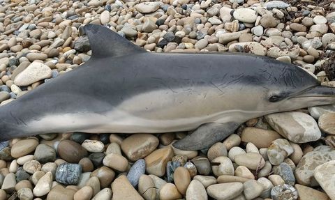 Kuşadası Sahilinde Ölü Tırtak Yunus Bulundu