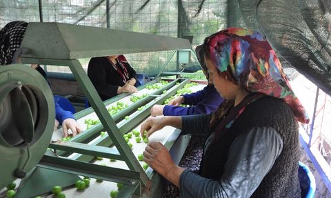 Mersin'de Erik Hasadı Devam Ediyor