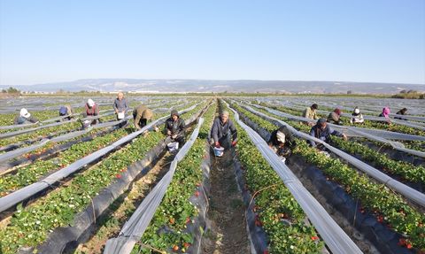 Mersin'de Tescilli Silifke Çileği Hasadı Başladı