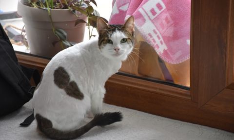 Nilay Musacalı'nın Evinde Hayvan Aşkı