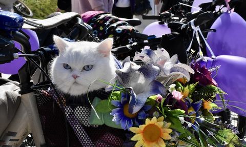 Ordu ve Trabzon'da 8 Mart Dünya Kadınlar Günü Etkinlikleri