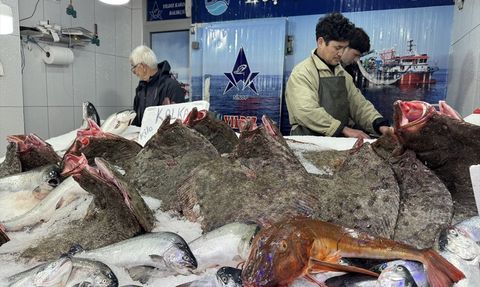 Sinop'ta Kalkan Balığı Avı Sezonu Bereketli Geçiyor