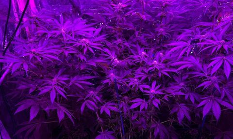 Tekirdağ'da Hint Keneviri Yetiştiren Zanlı Tutuklandı