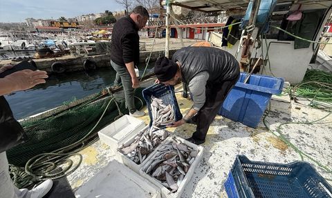 Tekirdağ'lı Balıkçılar Karides ve Mezgitle Dönüyor