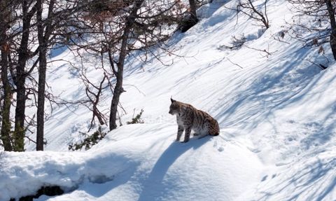 Tunceli Ormanlarında Vaşak Görüntülendi