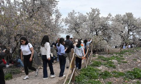 3. Akdamar Adası Badem Çiçeği Festivali Renkli Görüntülerle Sona Erdi