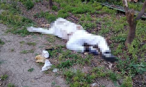 Adana'da Arı Sokması Sebebiyle Ölüm Olayı