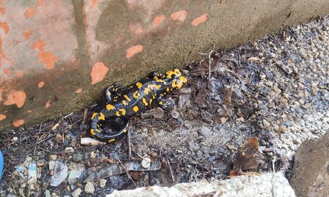 Adana'da Nesli Tehlike Altındaki Sarı Benekli Semender Tespit Edildi