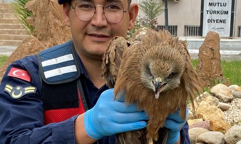 Adıyaman'da Yaralı Kızıl Şahin Kurtarıldı
