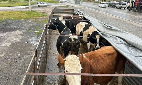 Aksaray'da Hayvan Hırsızlığı Operasyonu: 2 Şahıs Tutuklandı