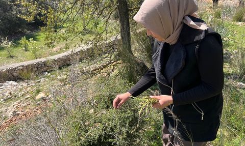 Antalya'da Yabani Kuşkonmaz Gelir Kaynağı Haline Geldi