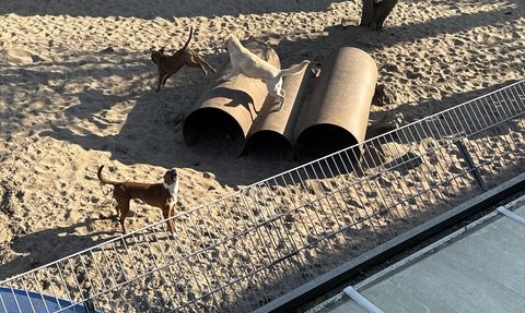 Avrupa'da Sahipsiz Hayvan Sorunu: Başarılı Yasal Düzenlemeler ve Uygulamalar