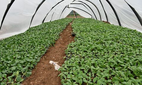 Batman'da 31 Çiftçiye Seralar Teslim Edildi