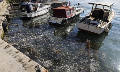 Beykoz Sahili'nde Müsilaj Alarmı