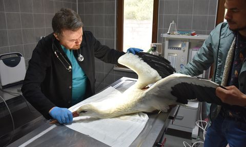 Bilecik'te Leylek Tedavisi