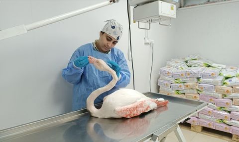 Bitlis'te Yaralı Flamingo Tedavi Altına Alındı
