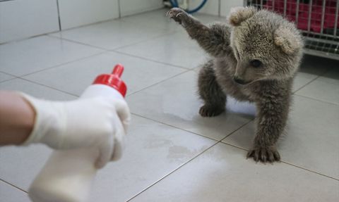 Bursa'daki Ayı Yavruları Barınakta Yeni Bir Yaşama Başladı