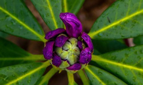 Çam Dağı'nda Baharın Renkliliği