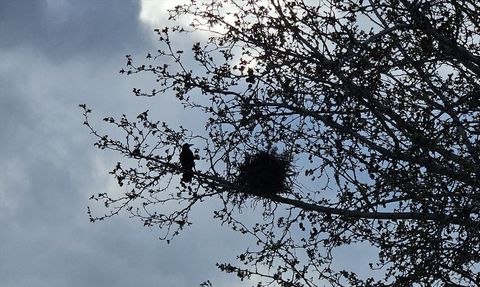 Çankırı'da 8 Karga Yuvası Dikkat Çekiyor