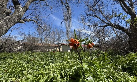 Denizli'de 147 Yıldır Ters Laleler Açıyor