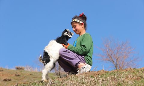 Hakkari'de Kuzu ve Oğlaklar Meralara Çıktı