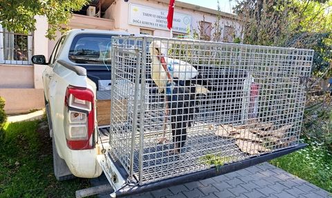 Hatay'da Yaralı Leylek Tedavi Altına Alındı