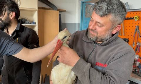 Karabük'te Leylek Kurtarıldı