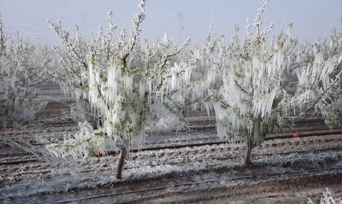 Karaman'da Elma Ağaçları Zirai Don Nedeniyle Zarar Gördü