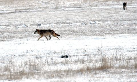 Kars'ta Kurtlar ve Kızıl Tilkiler Yiyecek Ararken Görüntülendi