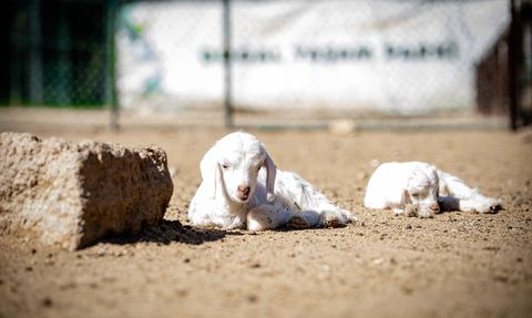Keçiören'de Valabi Kanguru Yavrusu Sevinci
