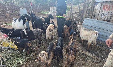 Kilis'te Kaybolan Küçükbaş Hayvanlar Jandarma Tarafından Kurtarıldı